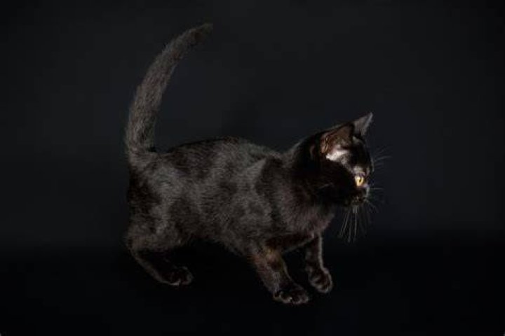 Are bombay cats friendly?