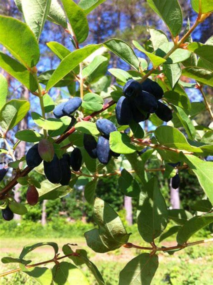 Are haskap berries deer resistant?