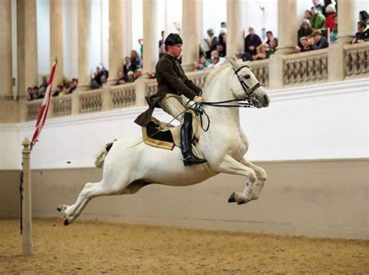 Are lipizzaners from spain?