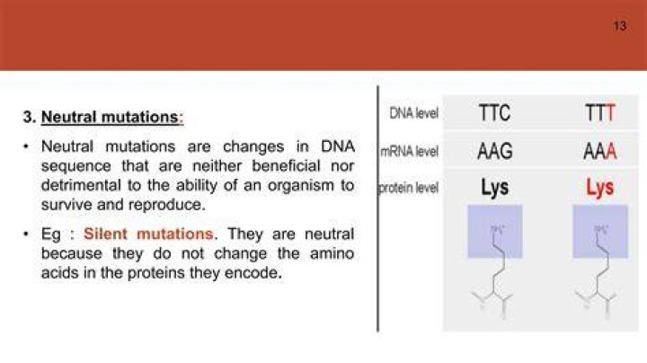 Are synonymous mutations neutral?