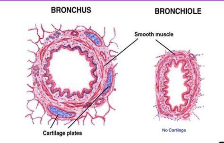 Do bronchioles have cartilage?