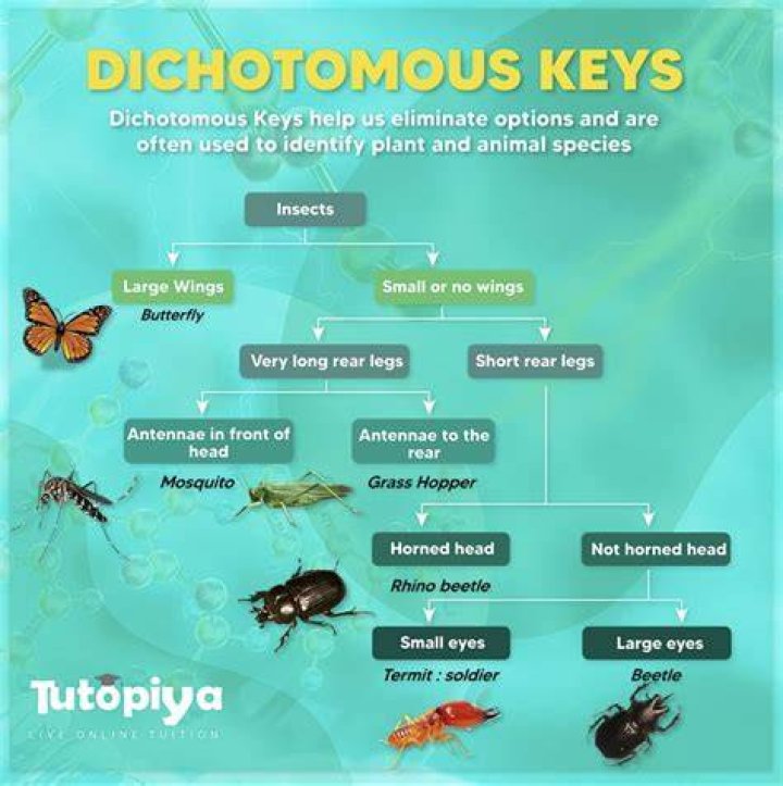Does a key have to be dichotomous?