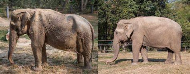 Does riding elephants hurt their backs?