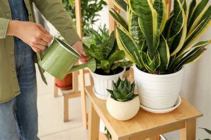 During day plants keep their?