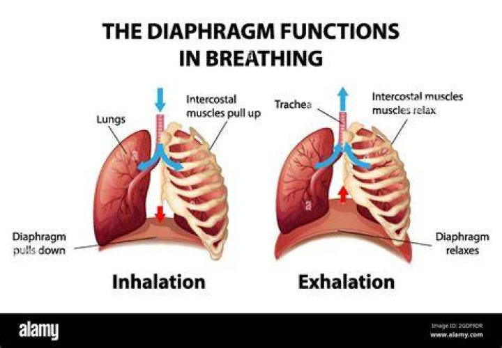 During inhalation diaphragm relaxes?