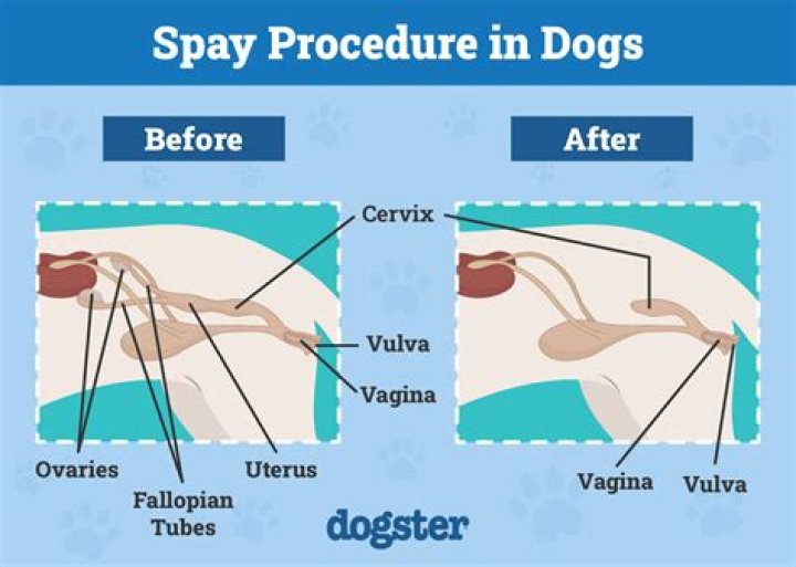 Has a dog ever died from being spayed?