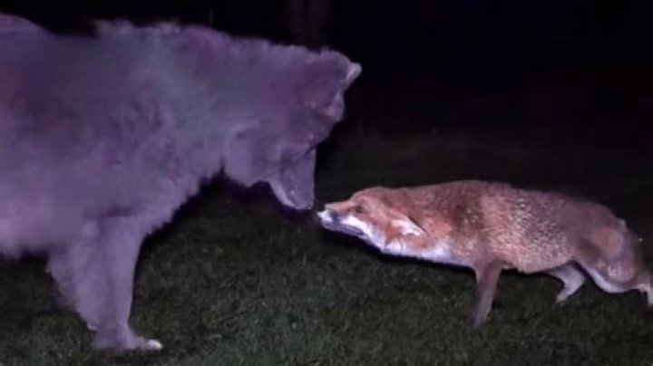 Has a fox ever killed a dog?