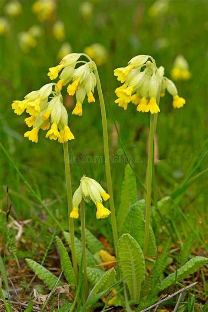 Has primula been recalled?