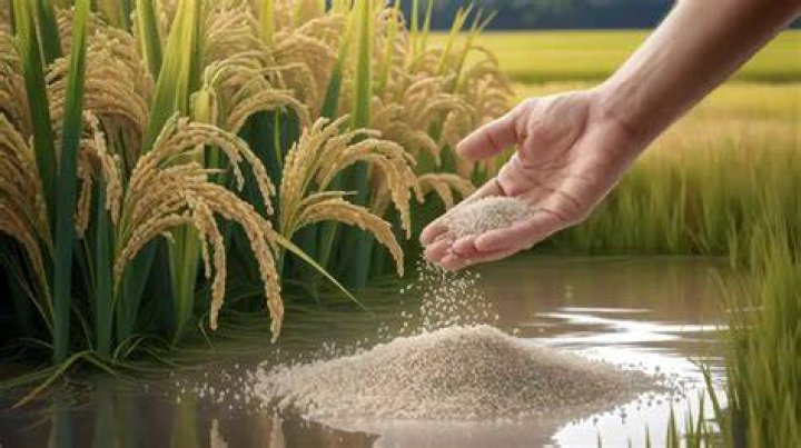 How to apply rice?