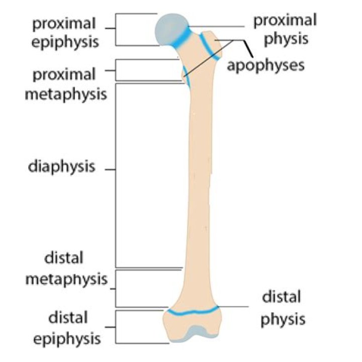 Is diaphysis plural or singular?