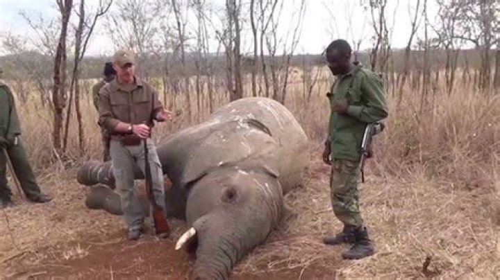 What does poaching mean?