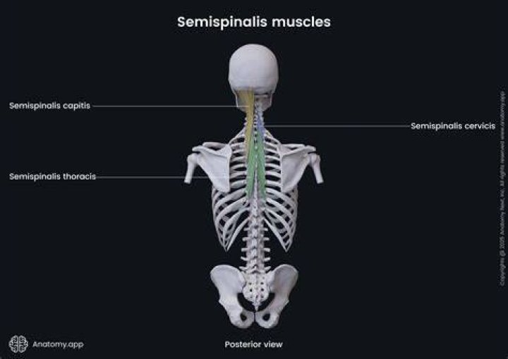 What innervates semispinalis thoracis?