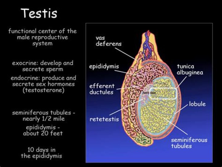 What testes are located in the?