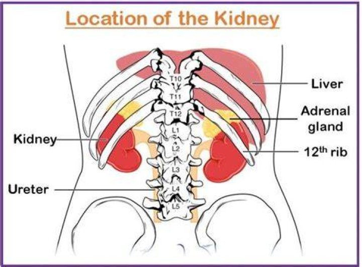 When are your kidneys located?