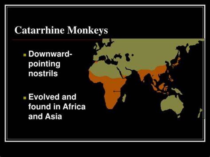 Where are catarrhines found?