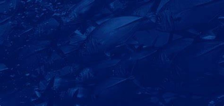 Where are porkfish found?