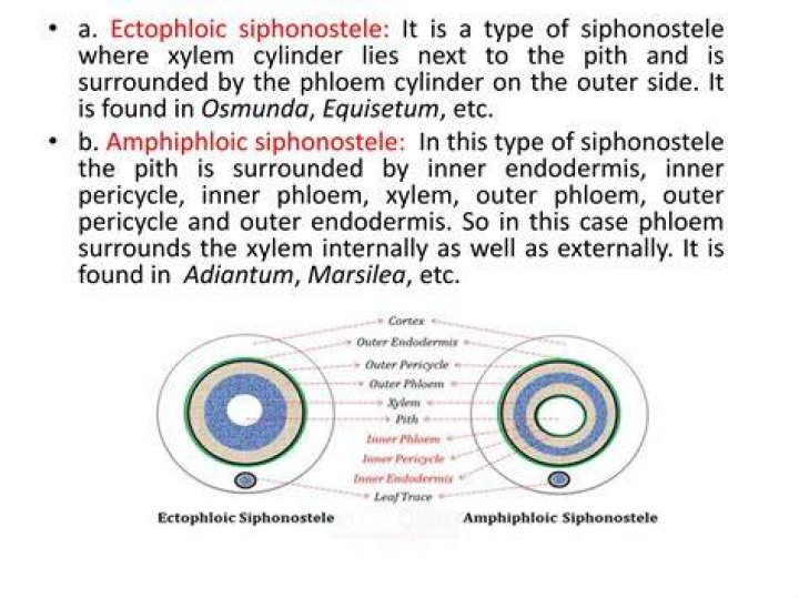 Where can siphonostele be found?