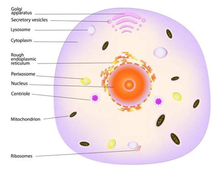 Where is cytosol found?