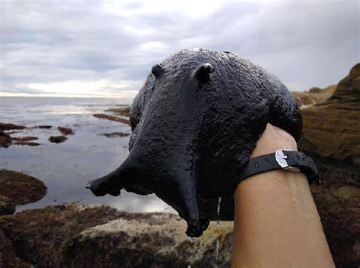 Where is sea hare?