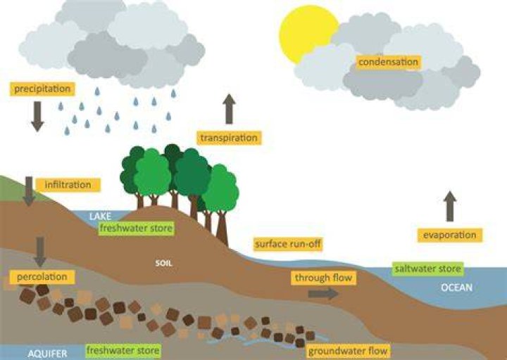 Who is hydrological cycle?