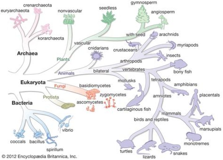 Why archaea are extremophiles?
