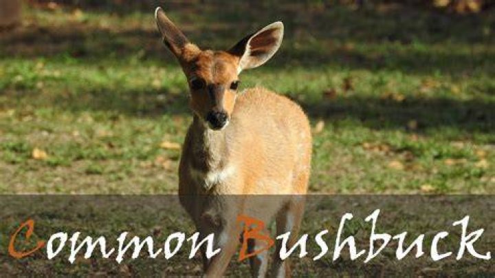 Why do bushbuck bark?