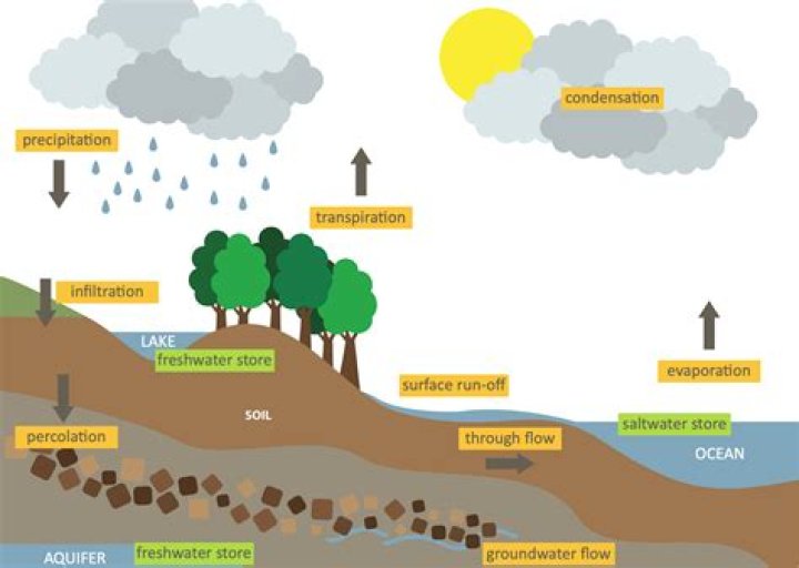 Why is the hydrological cycle important?