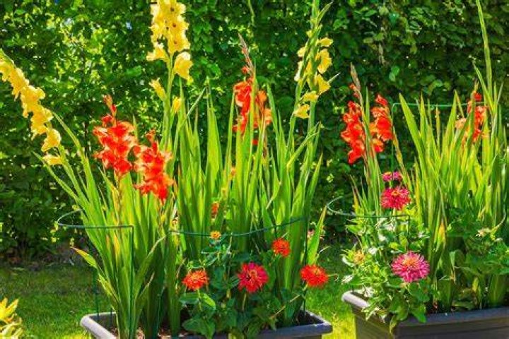 Will gladiolus grow in pots?
