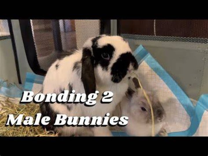 Will two male rabbits bond?